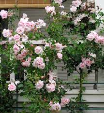 Rosa, Climbing 'New Dawn' Trellis–Fragrant Blooms  20 Gallon