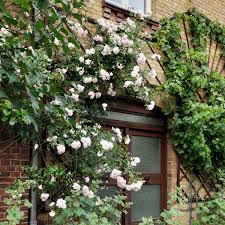 Rosa, Climbing 'New Dawn' Trellis–Fragrant Blooms  20 Gallon
