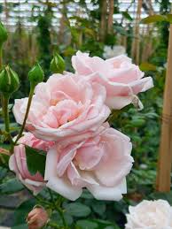 Rosa, Climbing 'New Dawn' Trellis–Fragrant Blooms  20 Gallon