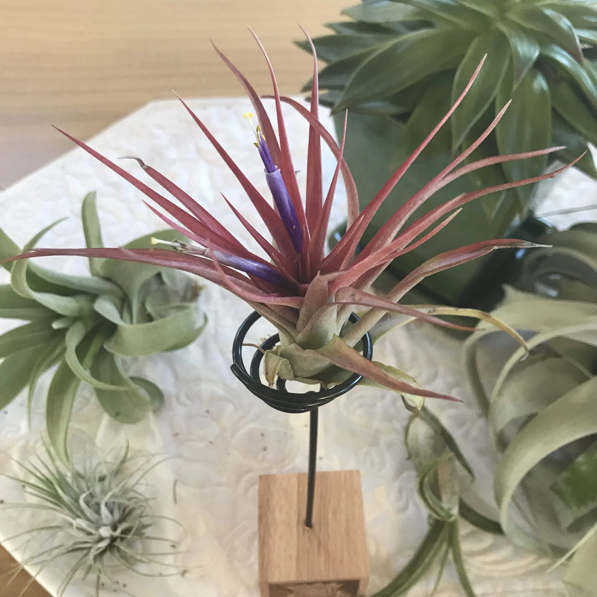 RedCrocus Large Bare Root Tillandsia Bromeliad Air Plant- Assorted Epiphyte for Indoor & Display Gardens Bare Root