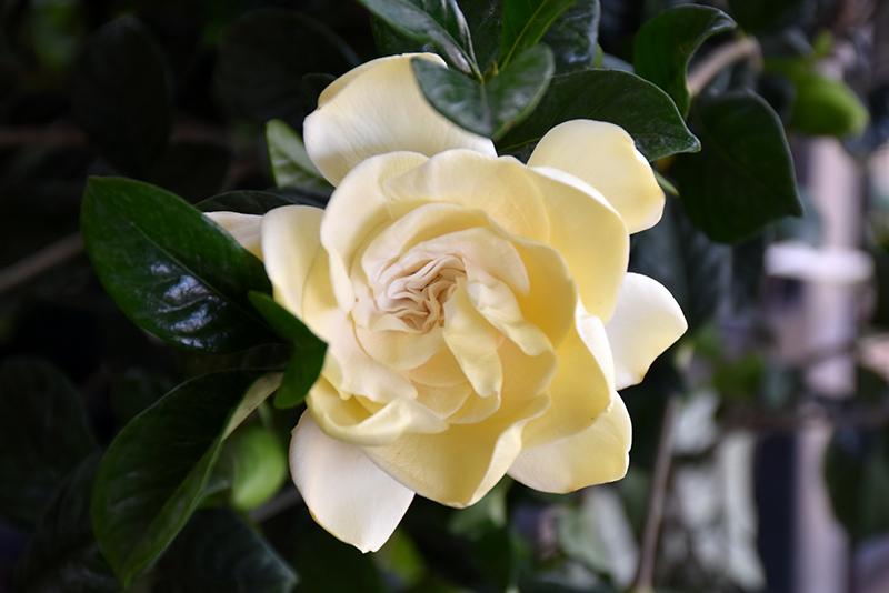 Gardenia Aimee Bush - View 10 from www redcrocus com
