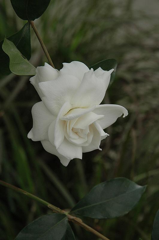 Gardenia Aimee Bush - View 11 from www redcrocus com