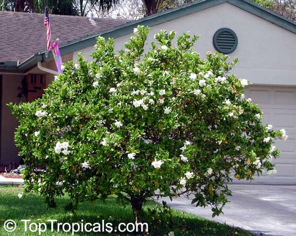 Gardenia Aimee Bush - View 12 from www redcrocus com