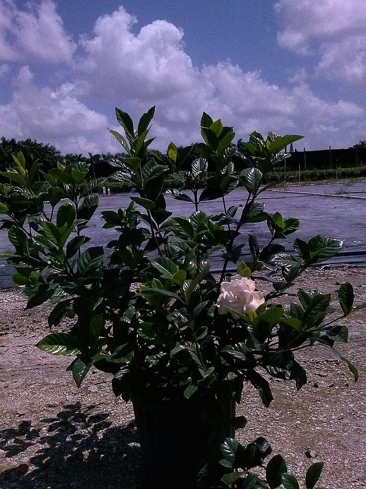 Gardenia Aimee Bush - View 1 from www redcrocus com