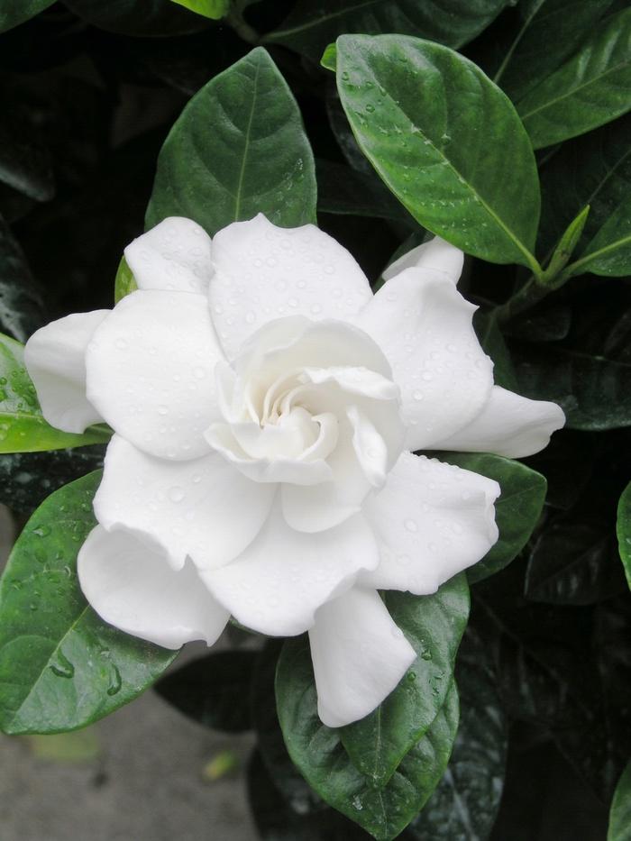 Gardenia Aimee Bush - View 2 from www redcrocus com
