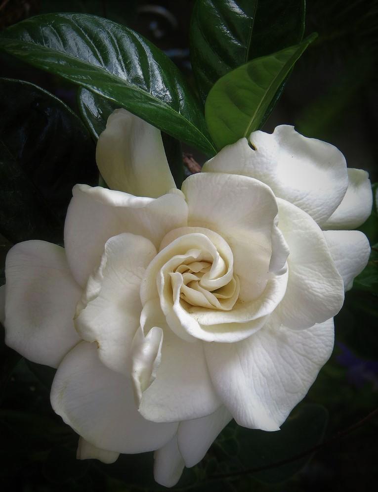 Gardenia Aimee Bush - View 3 from www redcrocus com