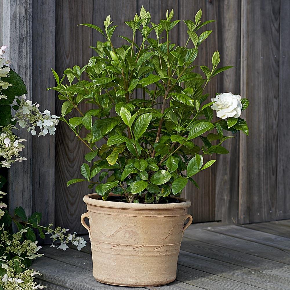 Gardenia Aimee Bush - View 5 from www redcrocus com