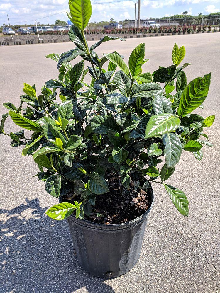 Gardenia Aimee Bush - View 6 from www redcrocus com