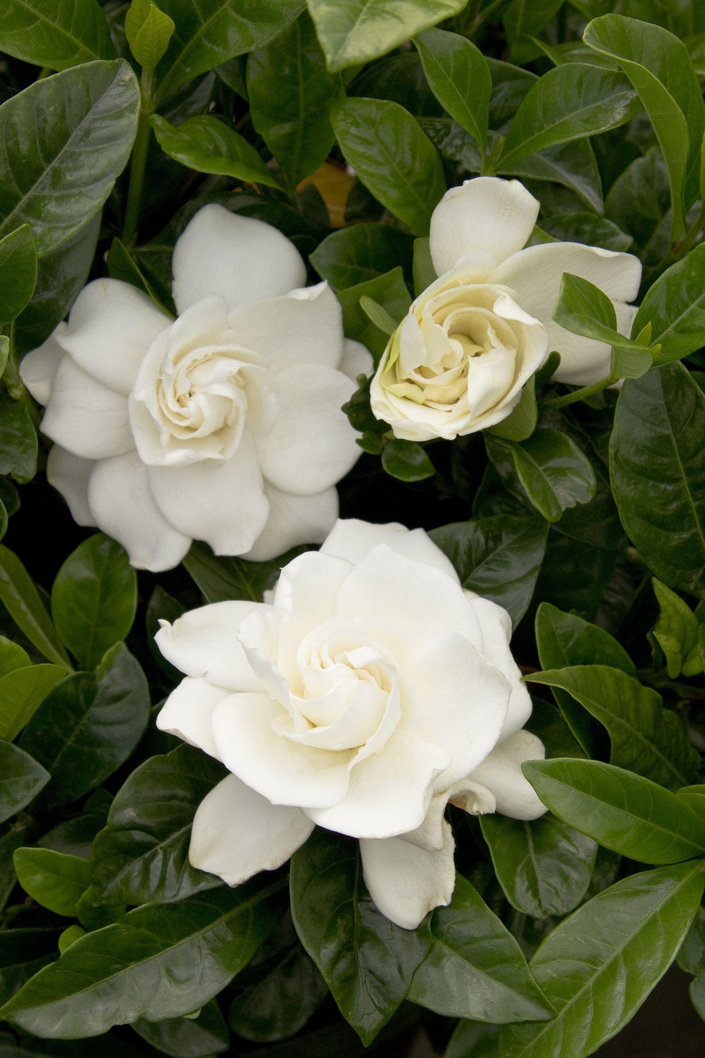 Gardenia Aimee Bush - View 7 from www redcrocus com