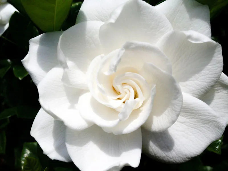Gardenia Aimee Bush - View 8 from www redcrocus com