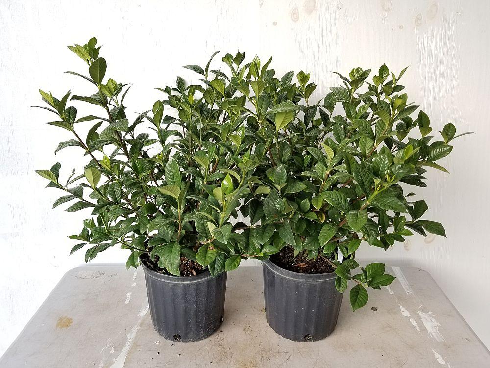Gardenia Aimee Bush - View 9 from www redcrocus com