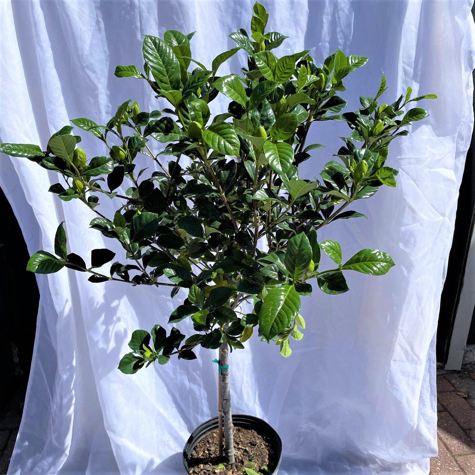 Gardenia Assorted Standard - View 14 from www redcrocus com