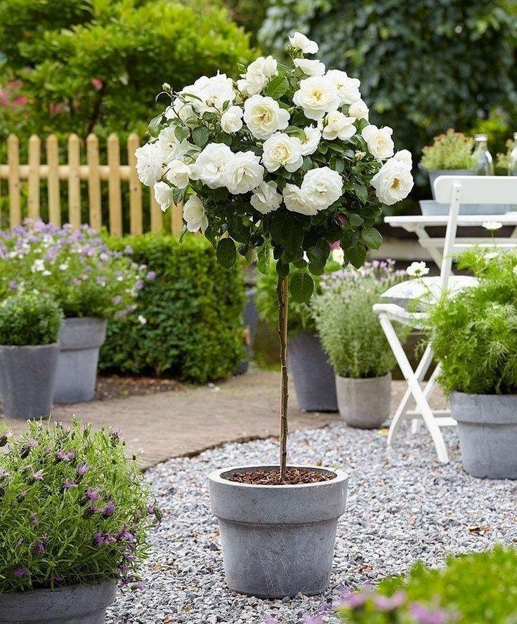 Gardenia Assorted Standard - View 16 from www redcrocus com