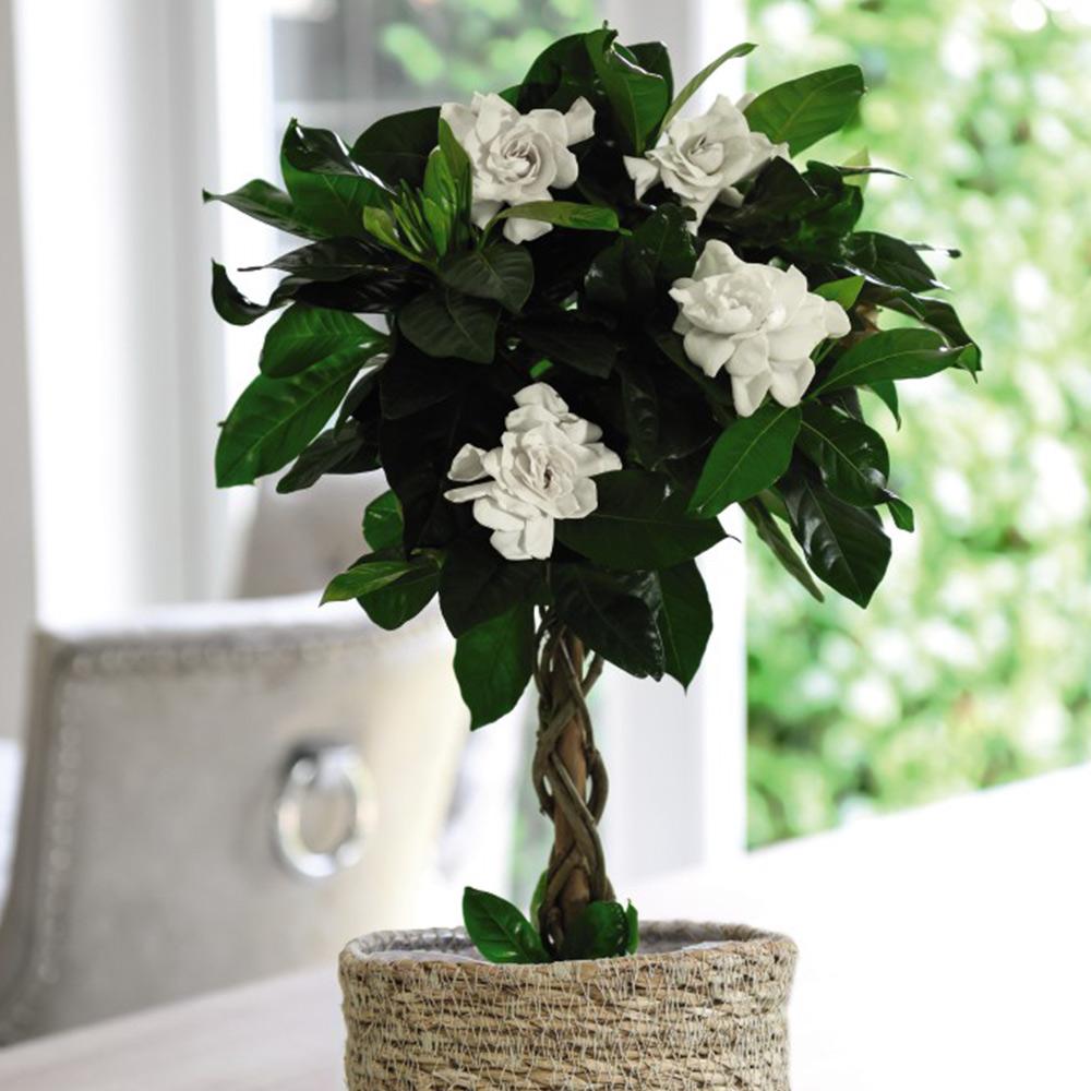 Gardenia Assorted Standard - View 17 from www redcrocus com