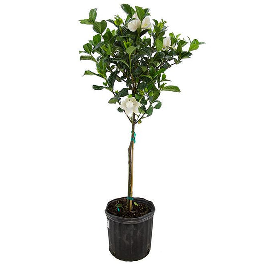 Gardenia Assorted Standard - View 1 from www redcrocus com
