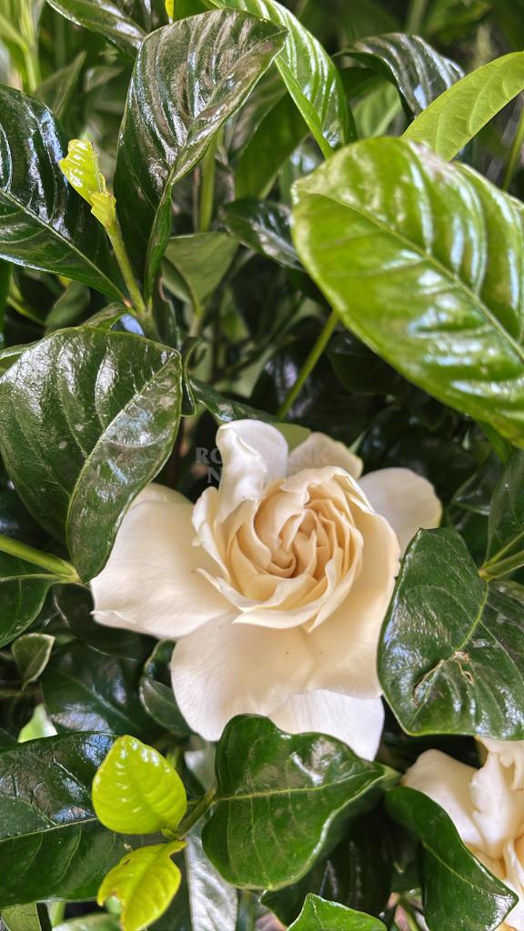 Gardenia Assorted Standard - View 6 from www redcrocus com