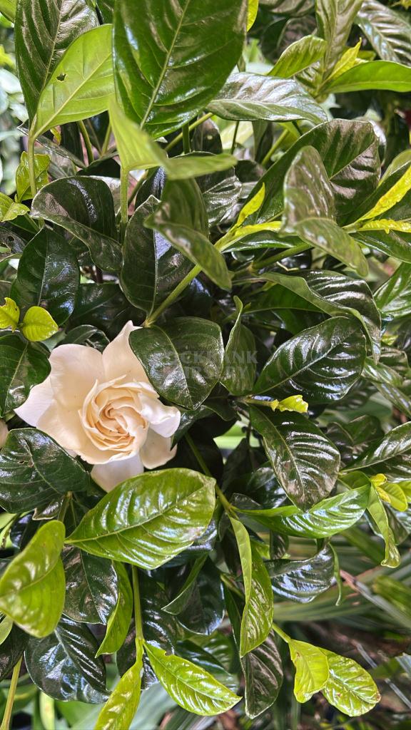 Gardenia Assorted Standard - View 9 from www redcrocus com