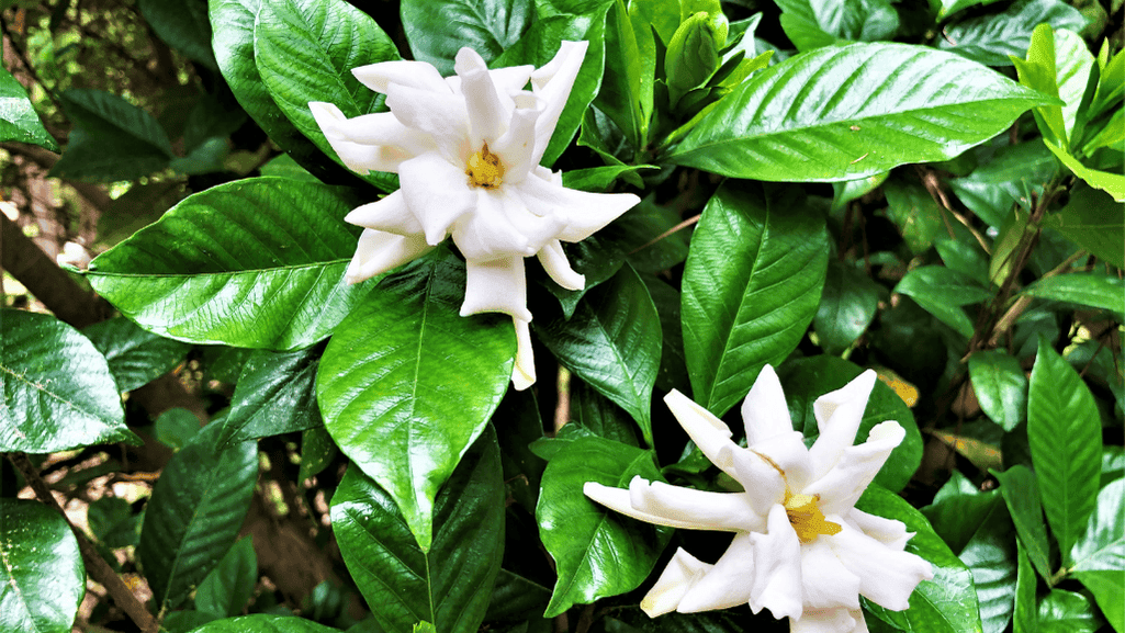 Gardenia Assorted Standard - View 9 from www redcrocus com