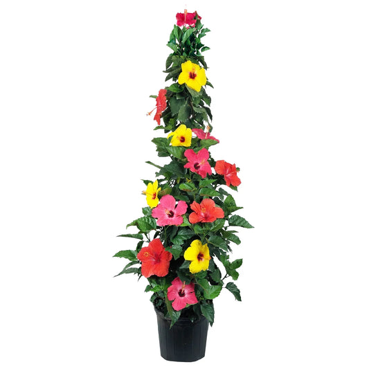 Hibiscus Assorted Column - View 1 from www redcrocus com