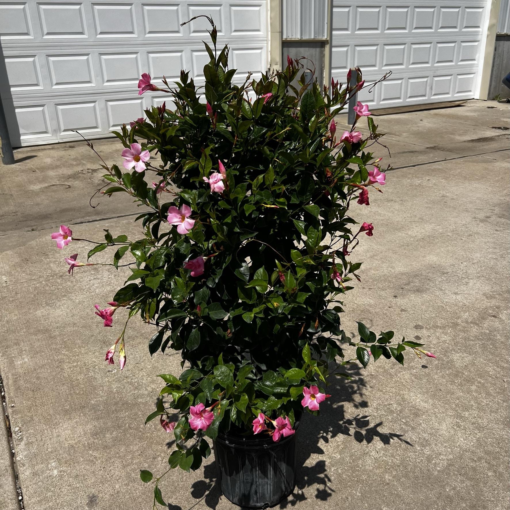 Mandevilla X Mini Pink Trellis - View 11 from www redcrocus com