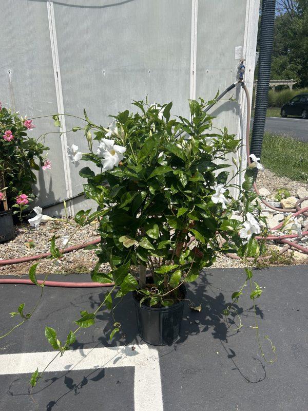 Mandevilla X White Trellis - View 9 from www redcrocus com