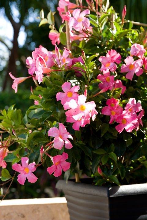Mandevilla X Pink, Hoop - View 13 from www redcrocus com