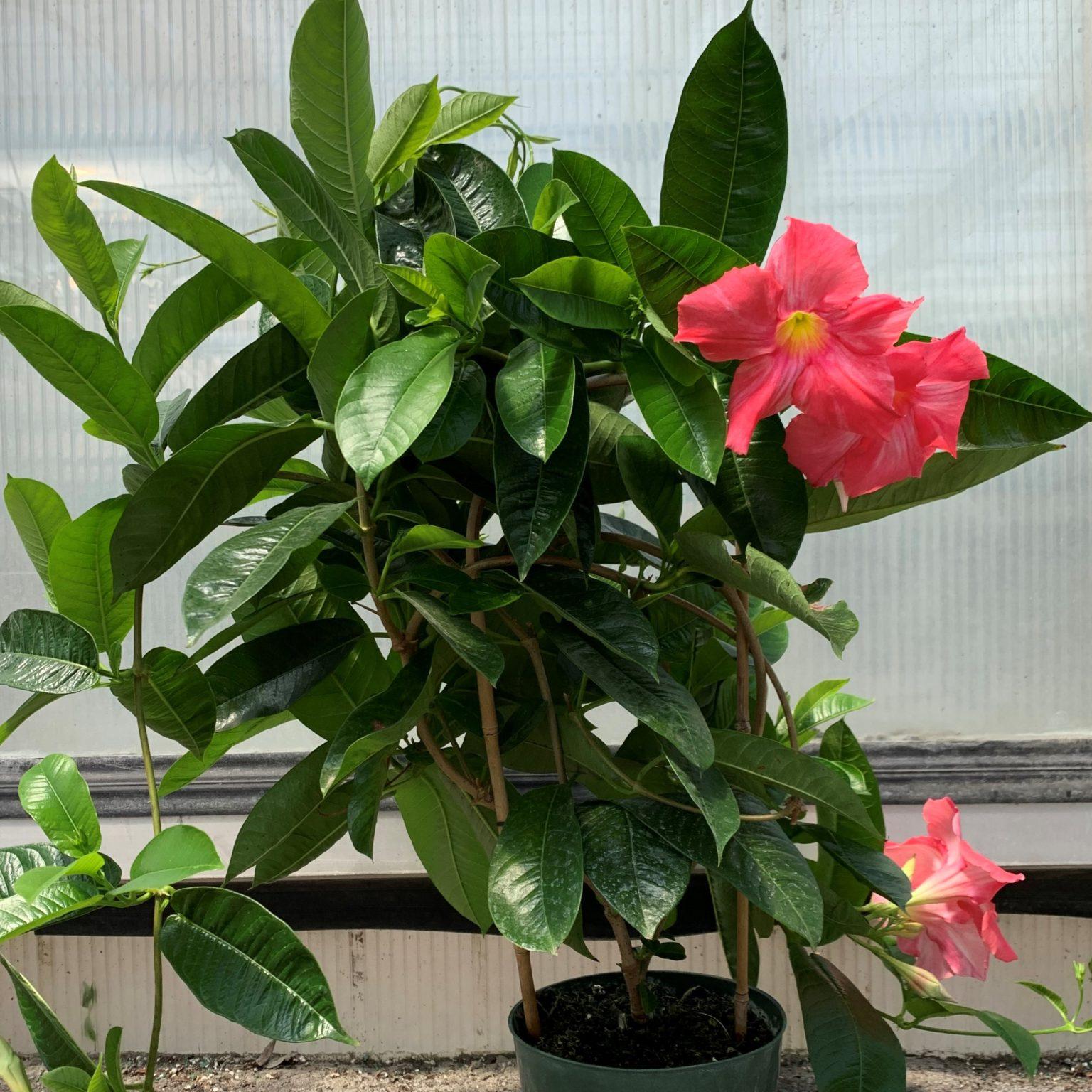 Mandevilla X Pink, Hoop - View 1 from www redcrocus com