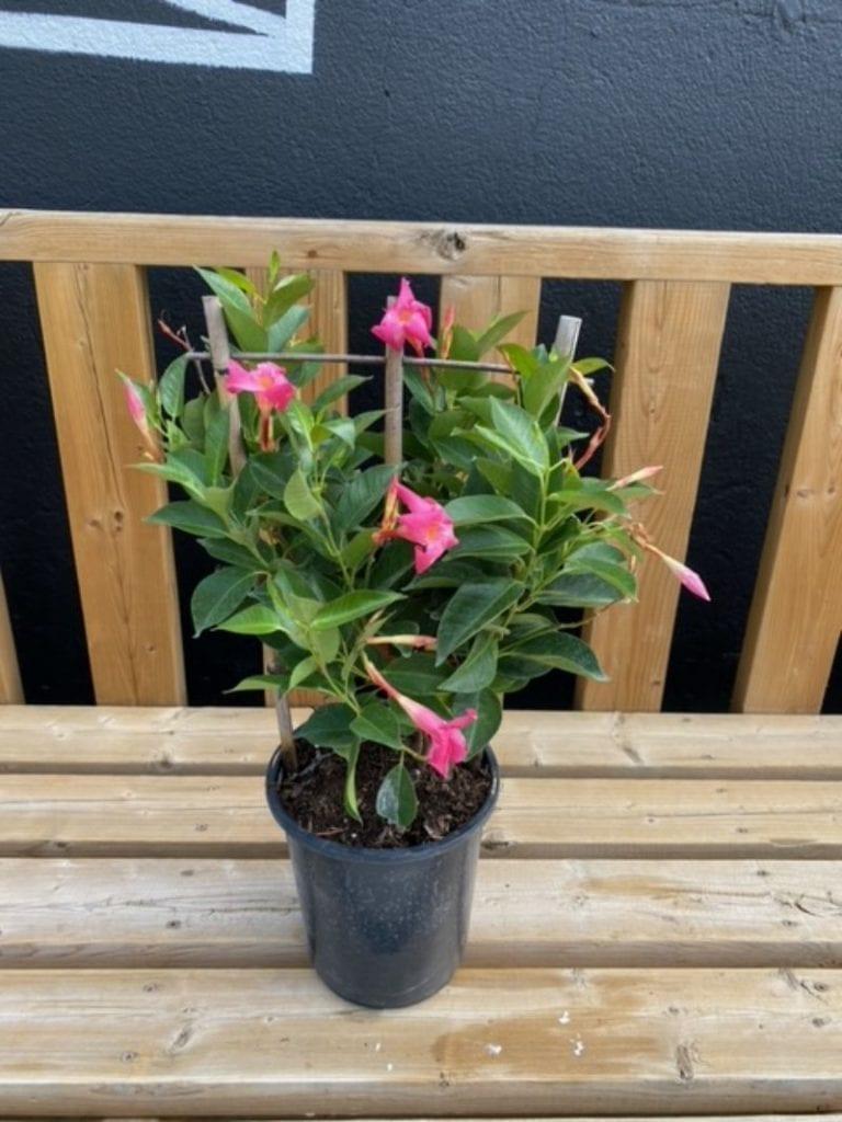 Mandevilla X Pink, Hoop - View 3 from www redcrocus com