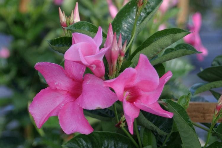 Mandevilla X Pink, Hoop - View 7 from www redcrocus com