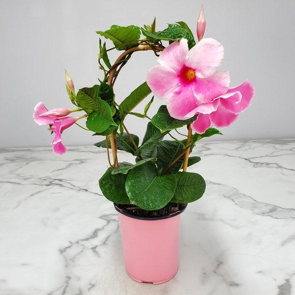 Mandevilla X Pink Hoop - View 10 from www redcrocus com