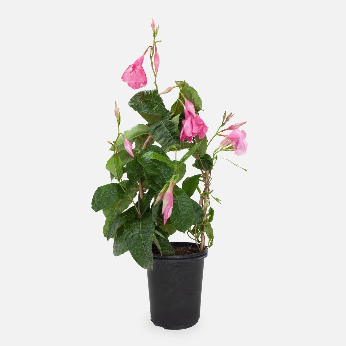 Mandevilla X Pink Hoop - View 11 from www redcrocus com