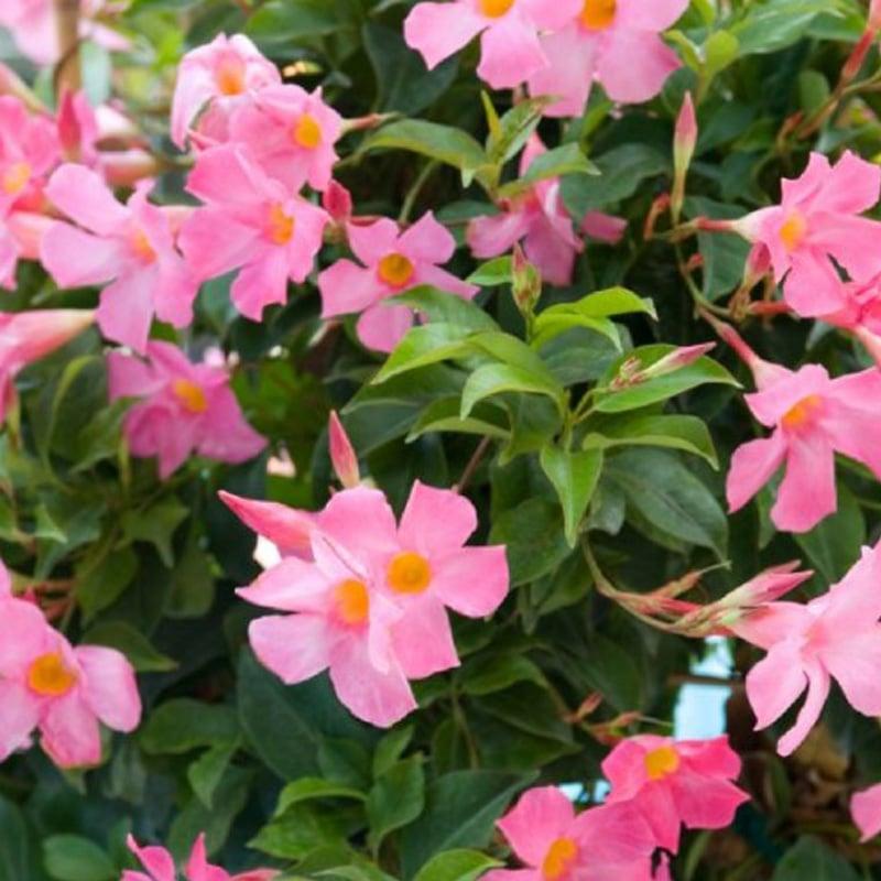 Mandevilla X Pink Hoop - View 12 from www redcrocus com