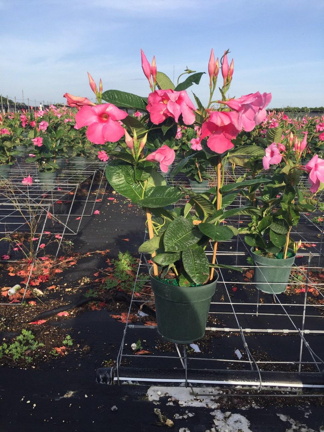 Mandevilla X Pink Hoop - View 14 from www redcrocus com