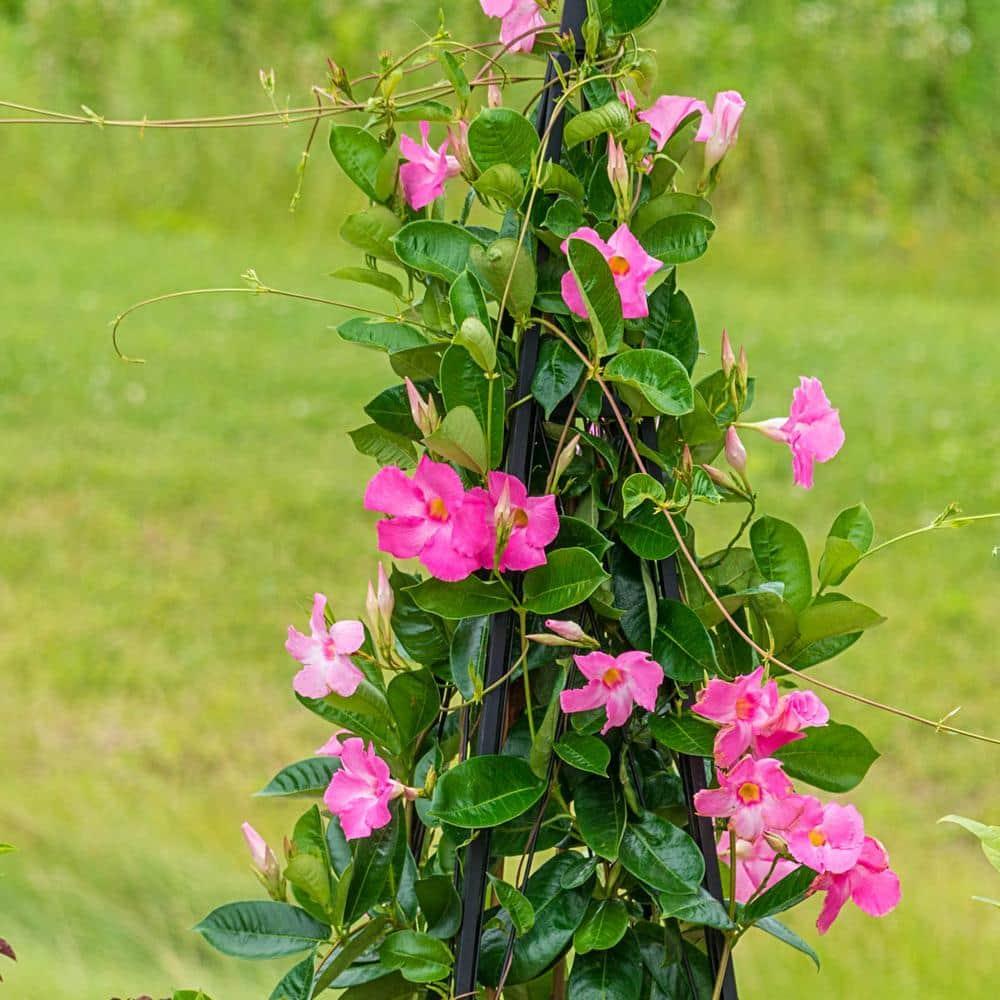 Mandevilla X Pink Hoop - View 16 from www redcrocus com