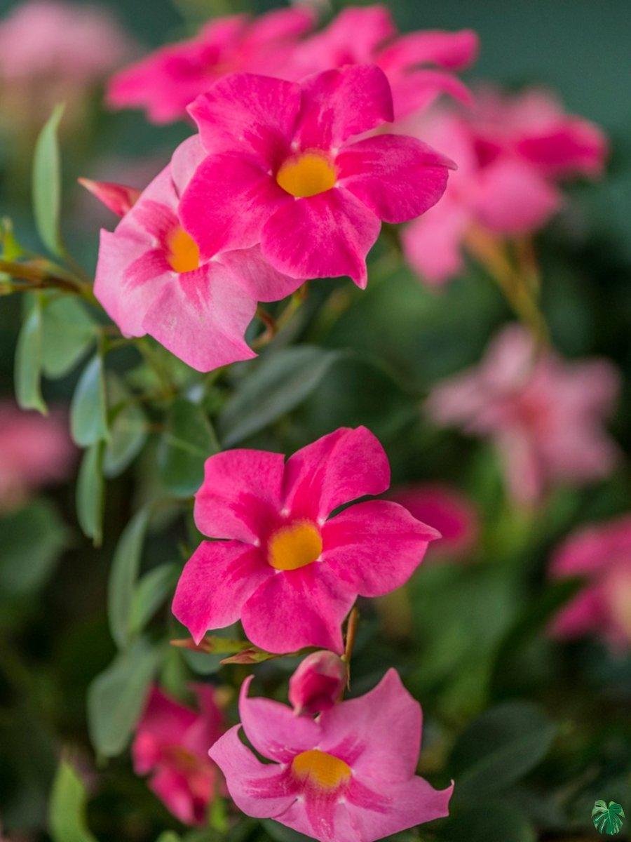Mandevilla X Pink Hoop - View 17 from www redcrocus com