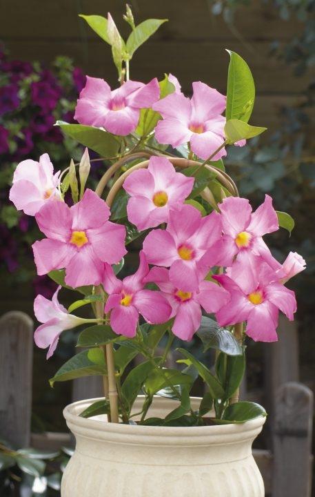 Mandevilla X Pink Hoop - View 18 from www redcrocus com