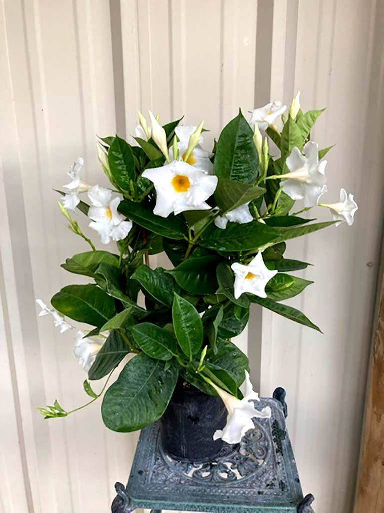 Mandevilla X Pink Hoop - View 6 from www redcrocus com
