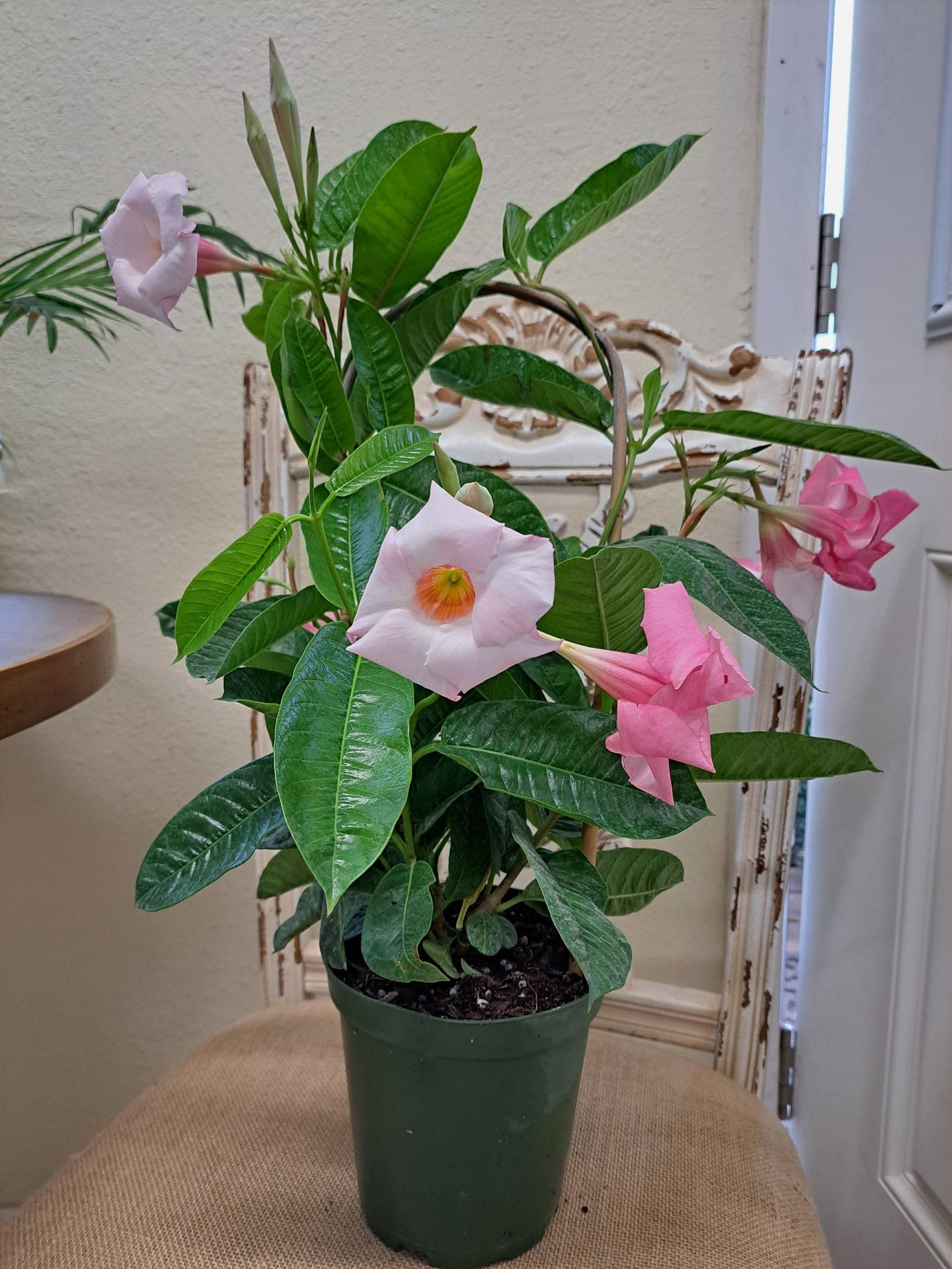 Mandevilla X Pink Hoop - View 8 from www redcrocus com