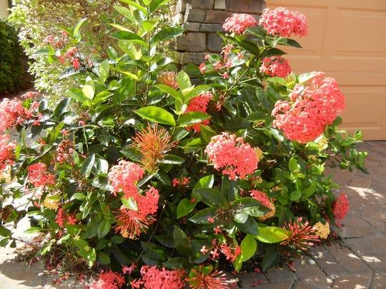 Ixora Assorted Bush - View 13 from www redcrocus com