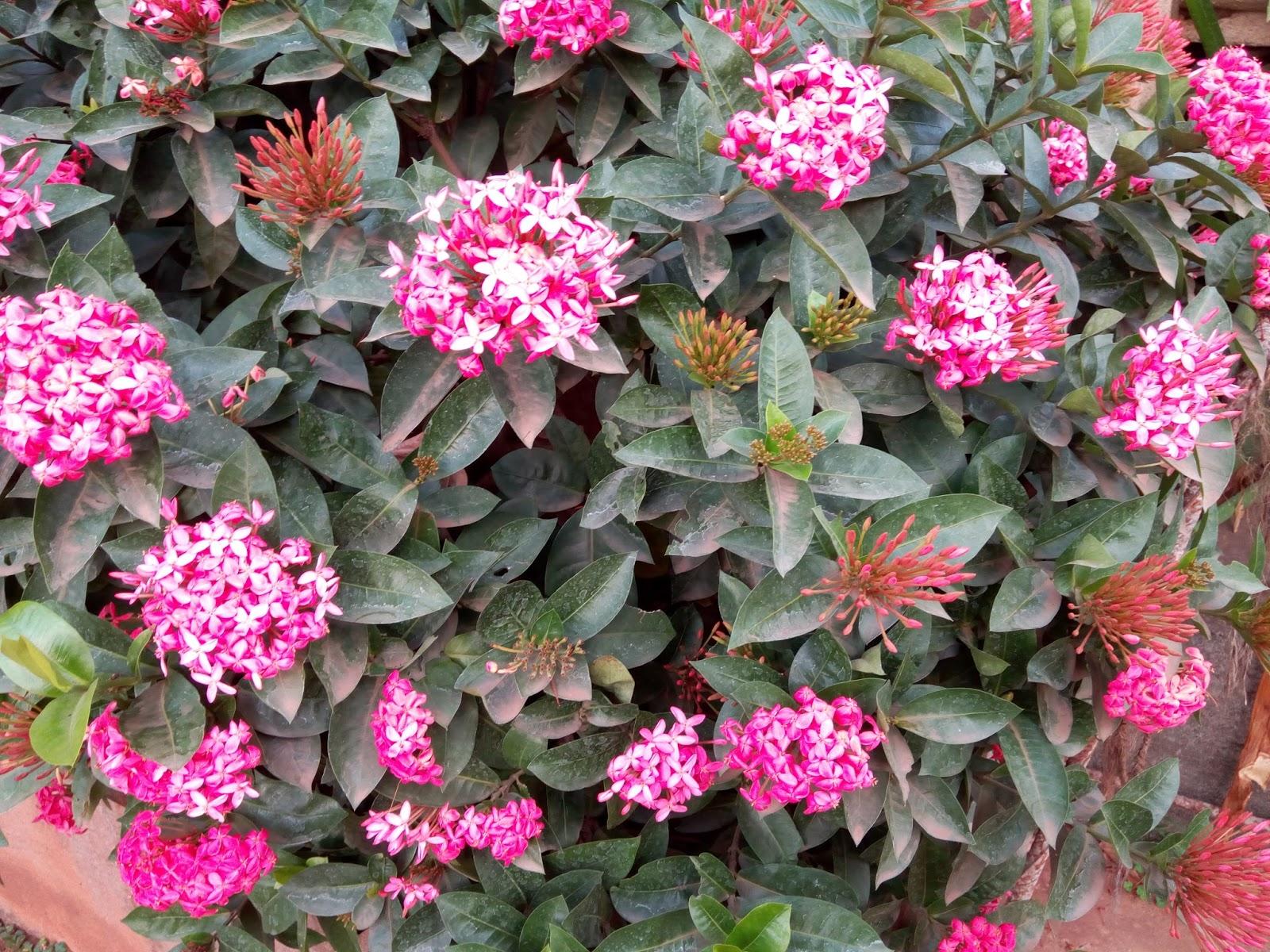 Ixora Assorted Bush - View 14 from www redcrocus com