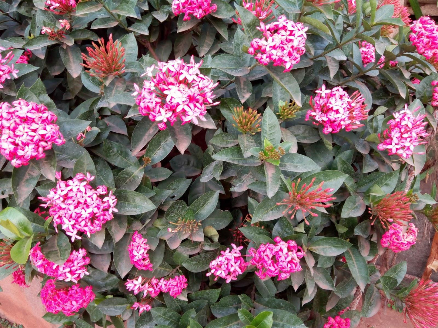 Ixora Assorted Bush - View 14 from www redcrocus com