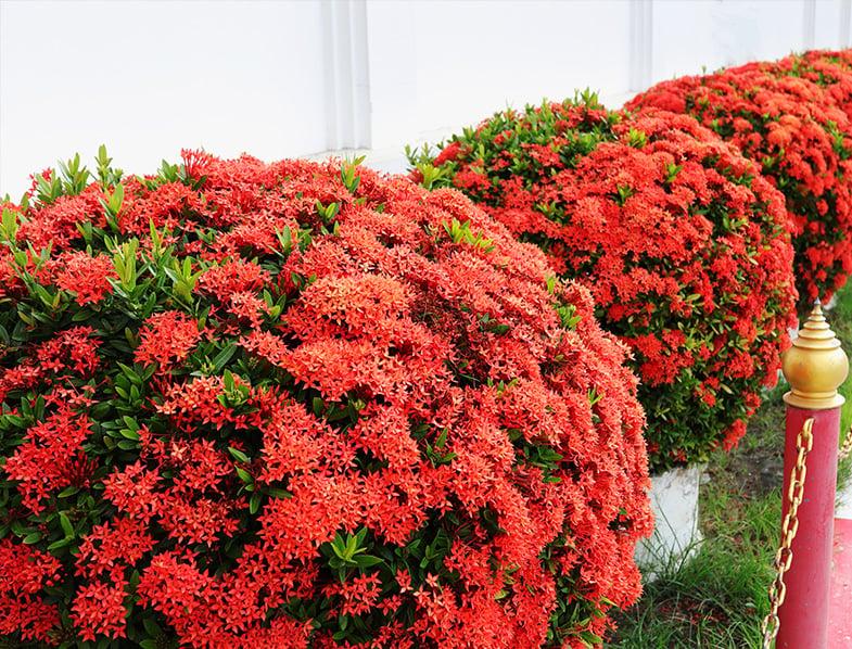 Ixora Assorted Bush - View 16 from www redcrocus com