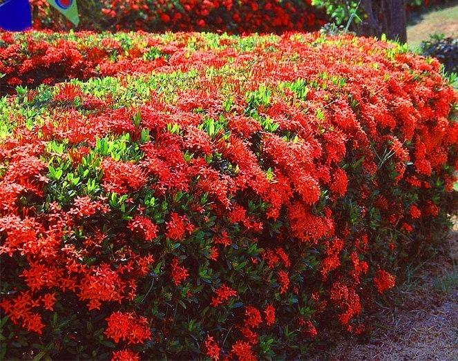 Ixora Assorted Bush - View 17 from www redcrocus com