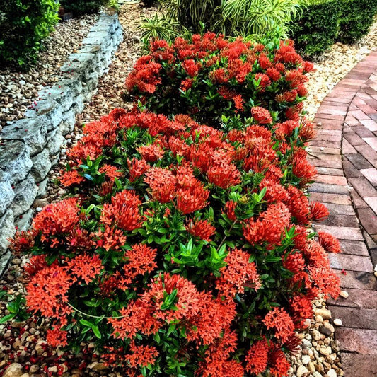 Ixora Assorted Bush - View 1 from www redcrocus com