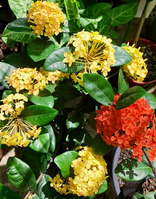 Ixora Assorted Bush - View 2 from www redcrocus com