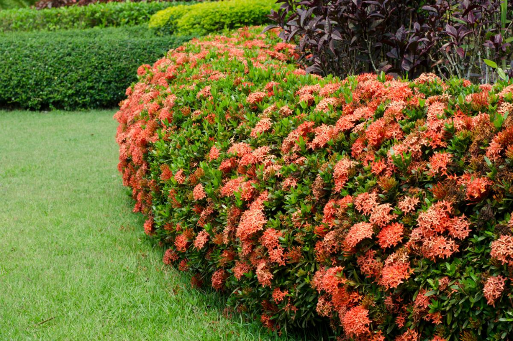 Ixora Assorted Bush - View 3 from www redcrocus com