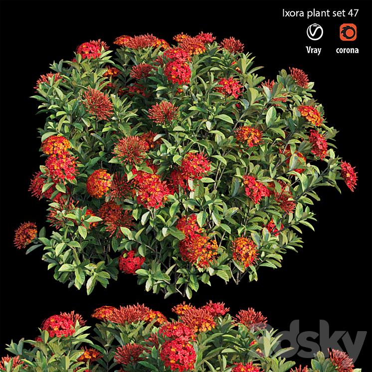 Ixora Assorted Bush - View 5 from www redcrocus com