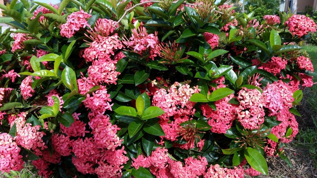 Ixora Assorted Bush - View 9 from www redcrocus com