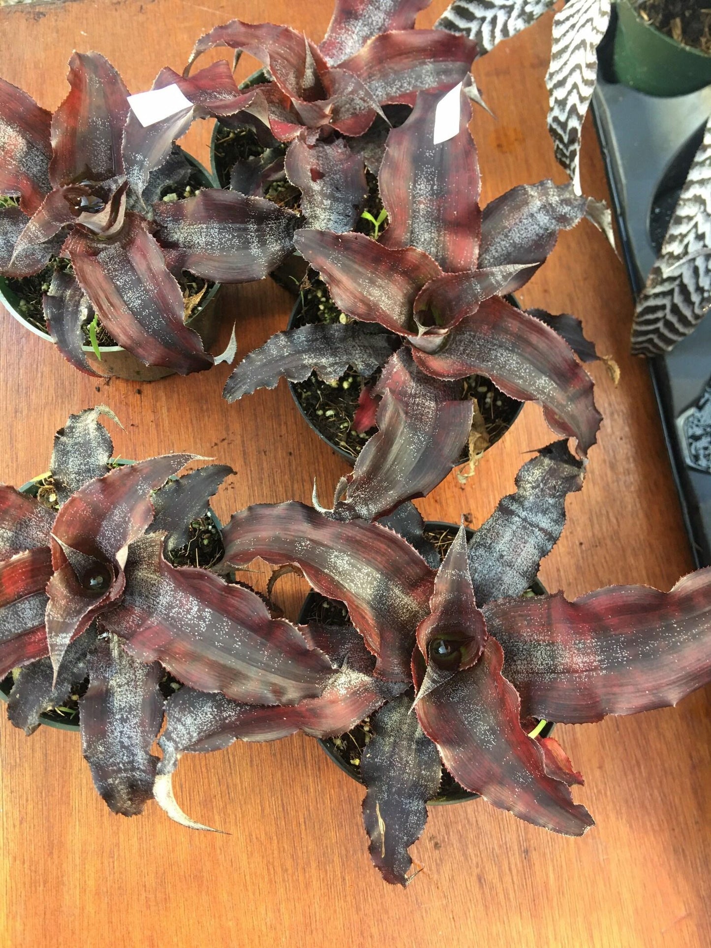 Bromeliad Cryptanthus Assorted - View 4 from www redcrocus com