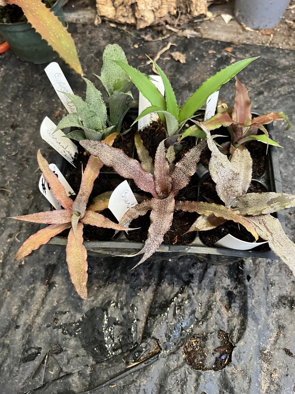 Bromeliad Cryptanthus Assorted - View 5 from www redcrocus com